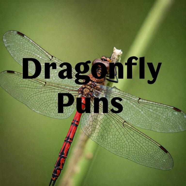 Dragonfly Puns